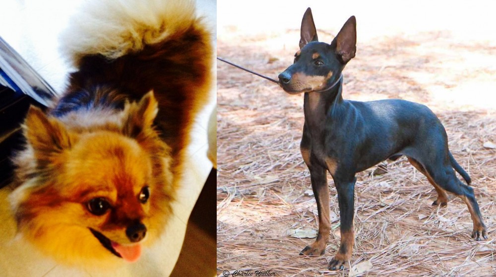 English Toy Terrier (Black & Tan) vs Chiapom - Breed Comparison