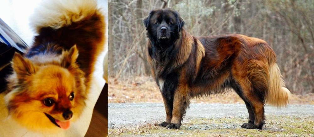 Estrela Mountain Dog vs Chiapom - Breed Comparison