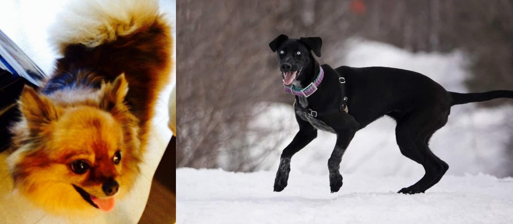 Eurohound vs Chiapom - Breed Comparison