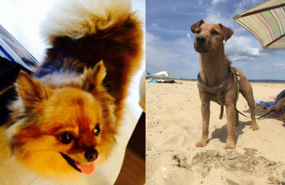 Fell Terrier vs Chiapom - Breed Comparison