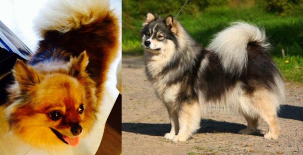 Finnish Lapphund vs Chiapom - Breed Comparison