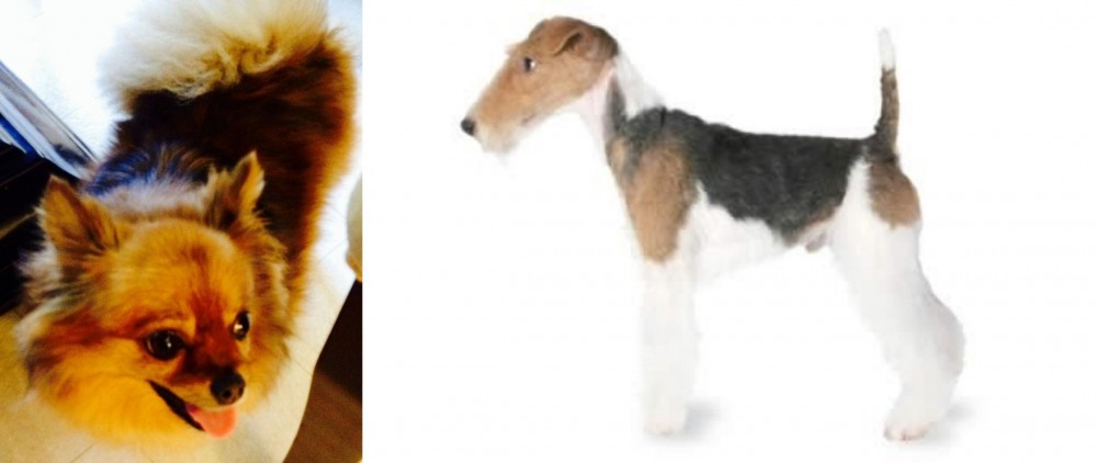 Fox Terrier vs Chiapom - Breed Comparison