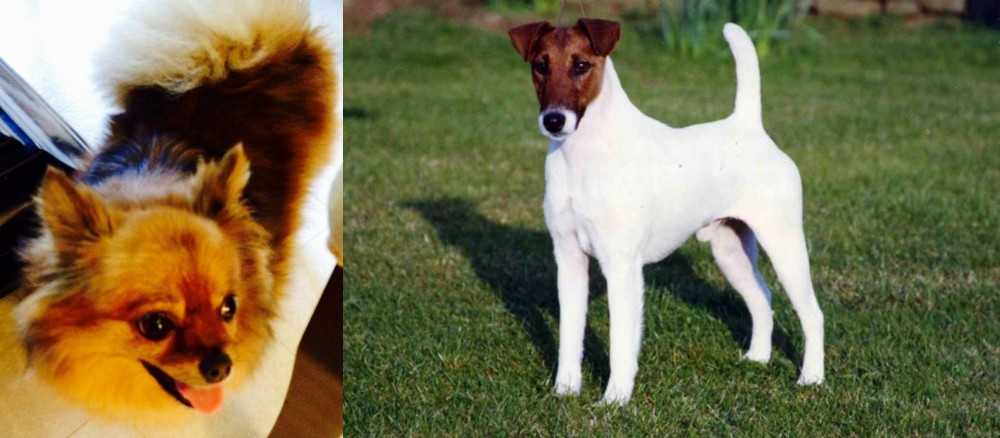 Fox Terrier (Smooth) vs Chiapom - Breed Comparison