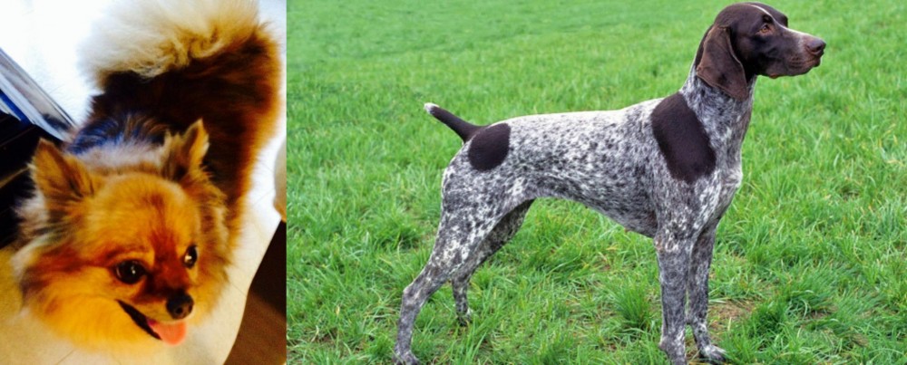 German Shorthaired Pointer vs Chiapom - Breed Comparison