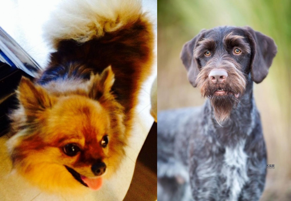 German Wirehaired Pointer vs Chiapom - Breed Comparison