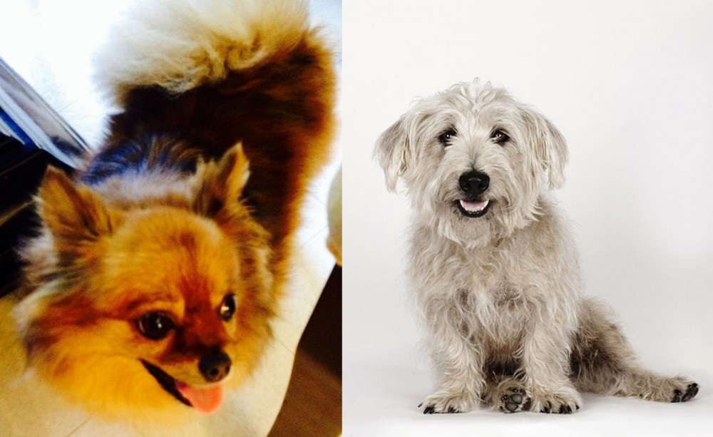 Glen of Imaal Terrier vs Chiapom - Breed Comparison