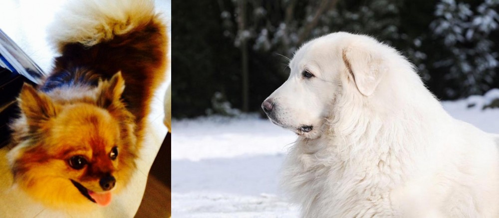 Great Pyrenees vs Chiapom - Breed Comparison