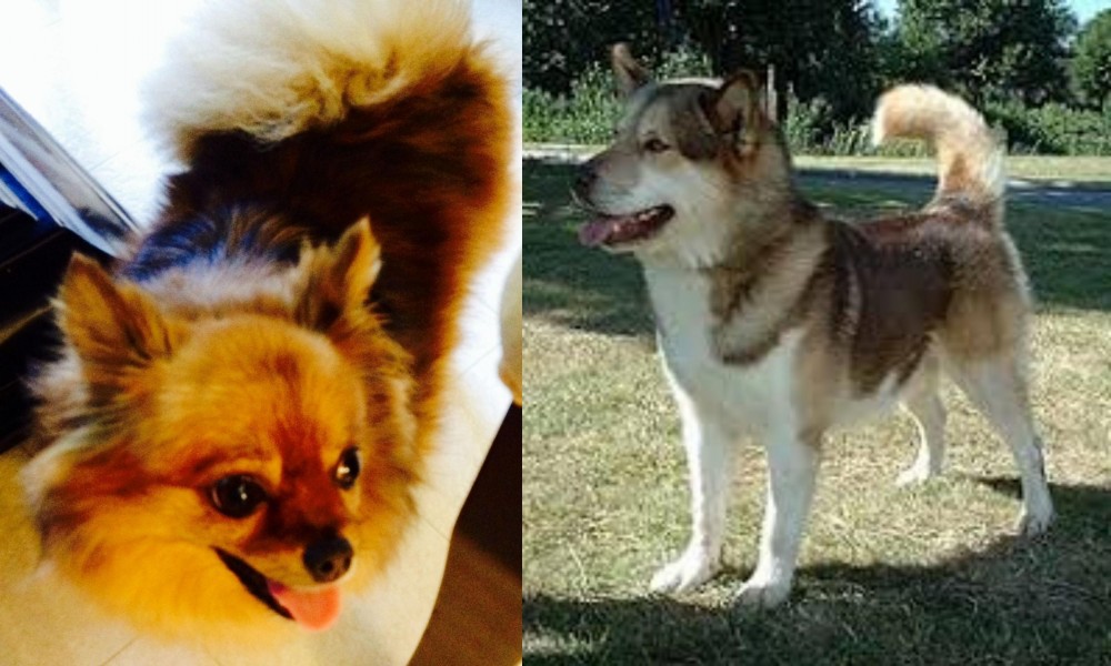 Greenland Dog vs Chiapom - Breed Comparison