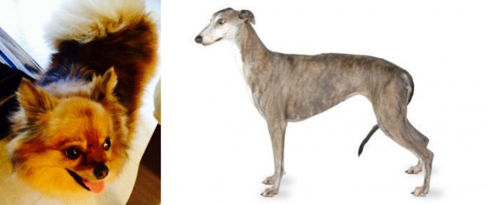 Greyhound vs Chiapom - Breed Comparison