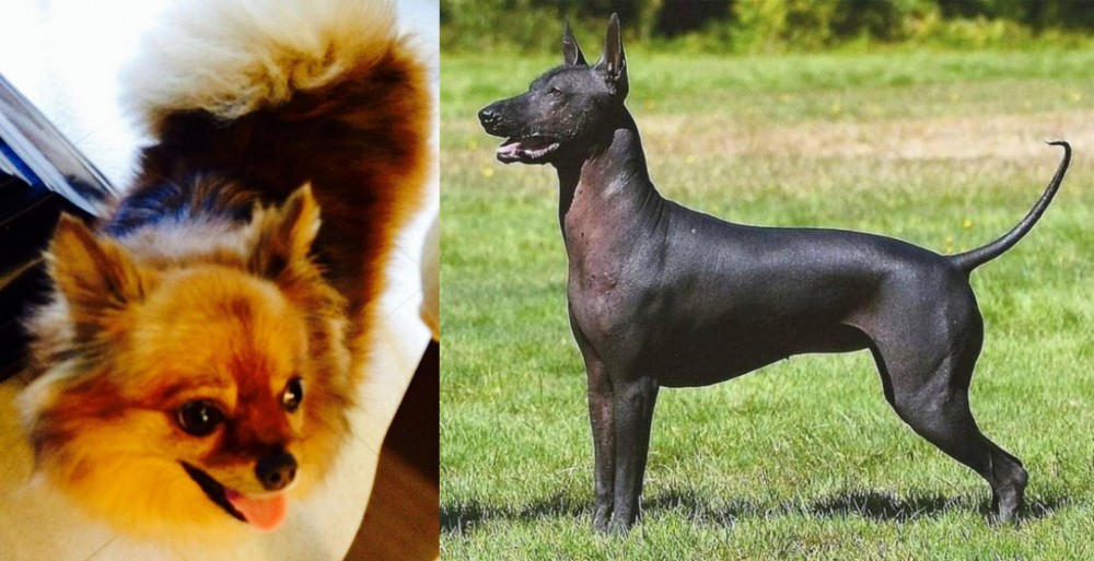 Hairless Khala vs Chiapom - Breed Comparison