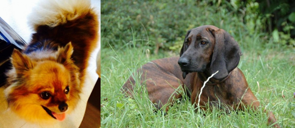 Hanover Hound vs Chiapom - Breed Comparison