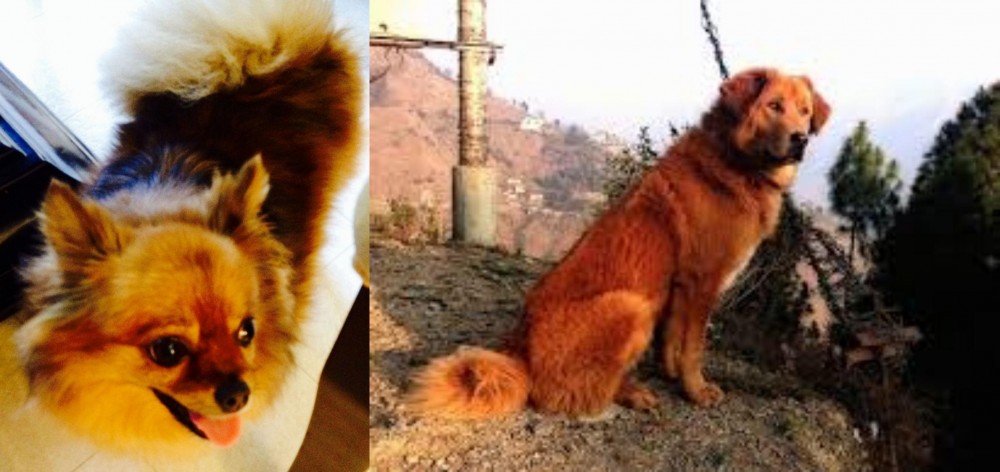 Himalayan Sheepdog vs Chiapom - Breed Comparison