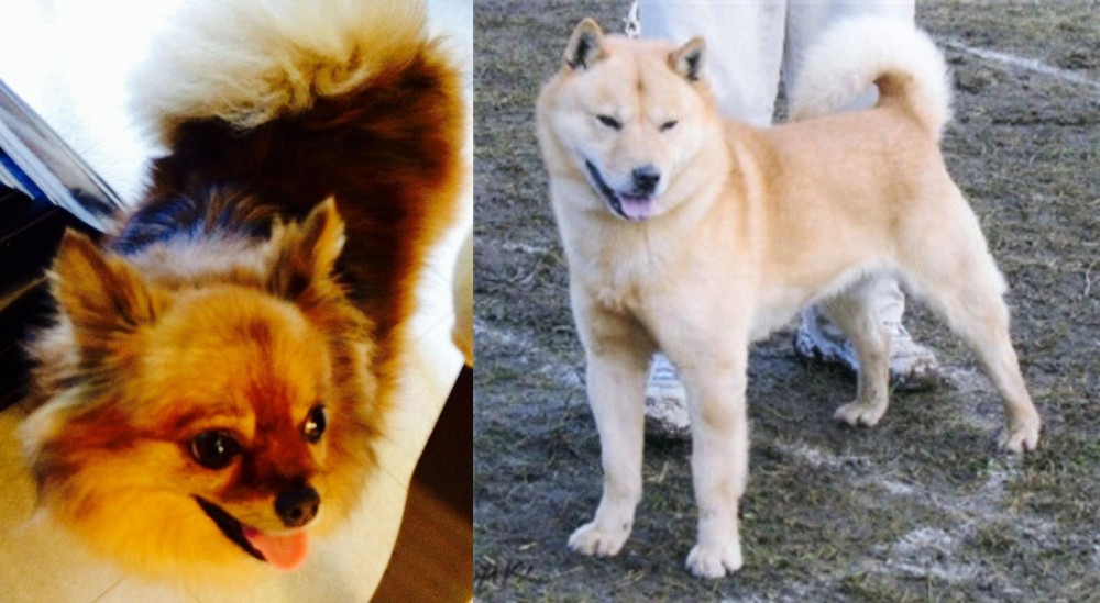 Hokkaido vs Chiapom - Breed Comparison