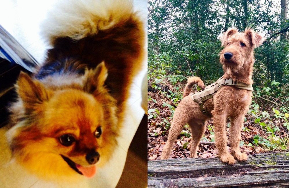Irish Terrier vs Chiapom - Breed Comparison