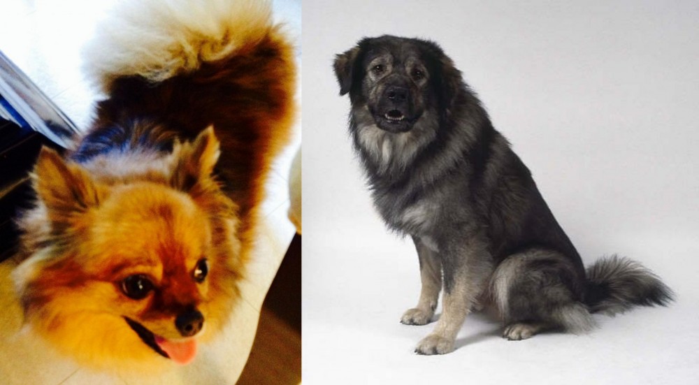 Istrian Sheepdog vs Chiapom - Breed Comparison