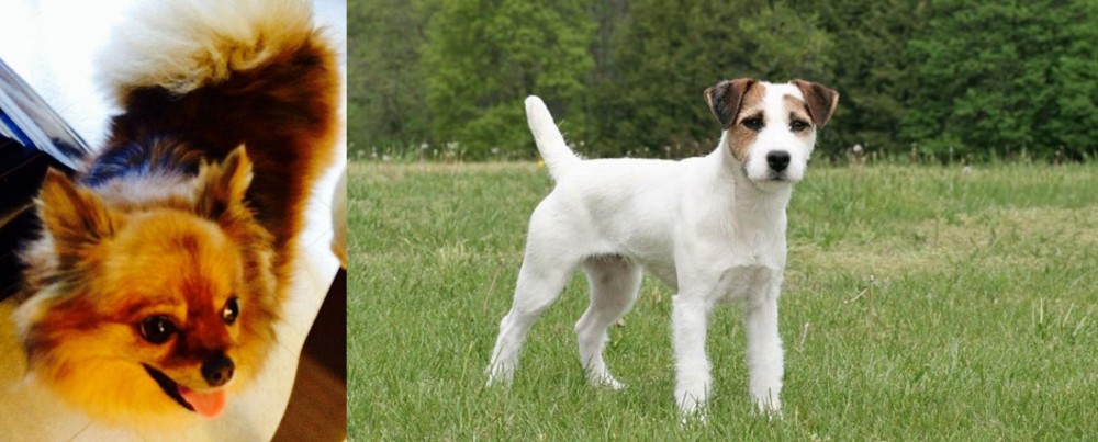 Jack Russell Terrier vs Chiapom - Breed Comparison
