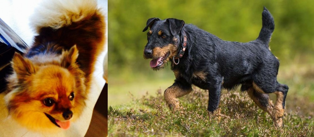 Jagdterrier vs Chiapom - Breed Comparison