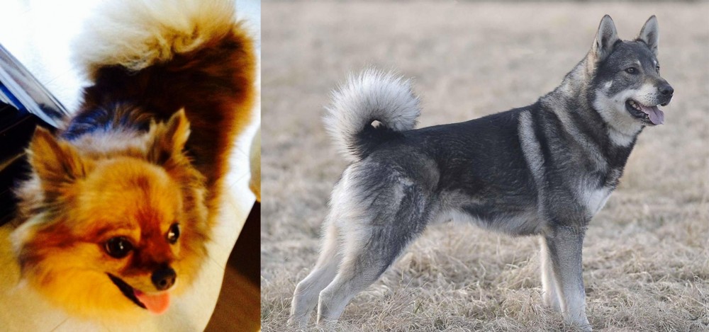 Jamthund vs Chiapom - Breed Comparison