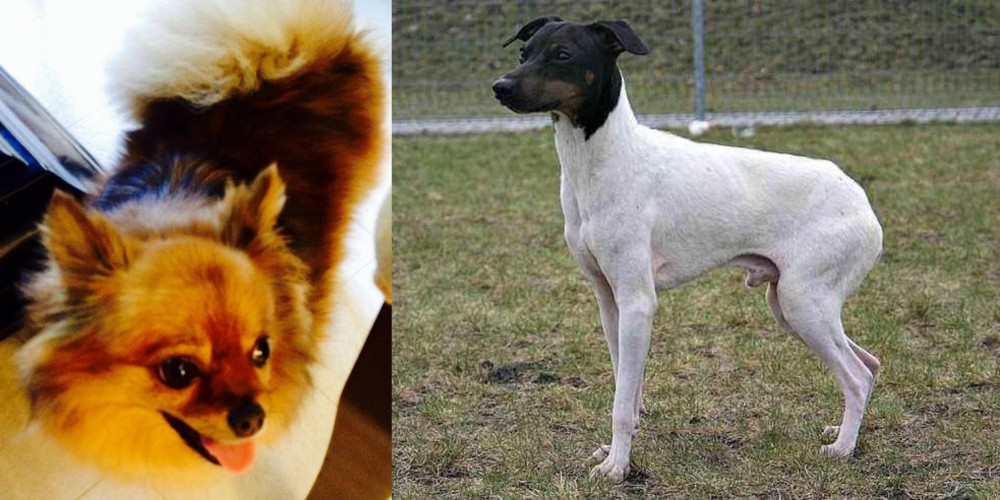 Japanese Terrier vs Chiapom - Breed Comparison