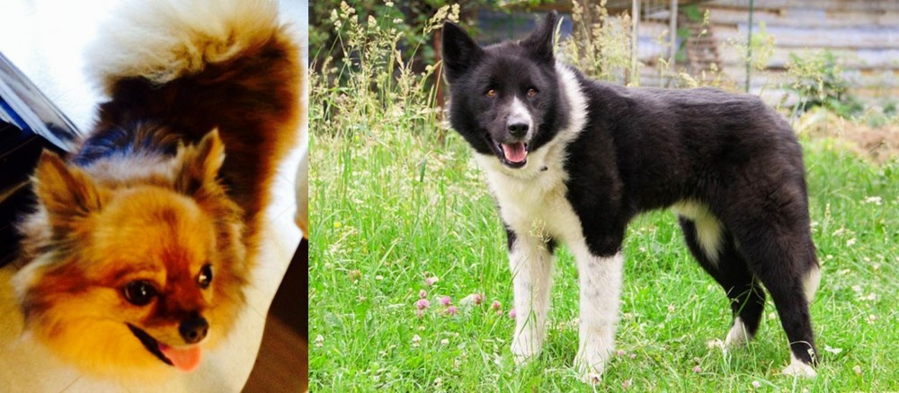 Karelian Bear Dog vs Chiapom - Breed Comparison