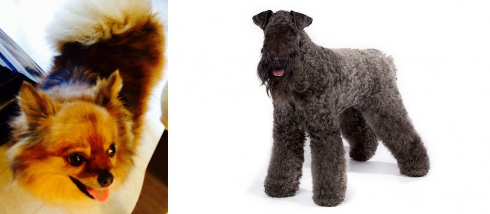 Kerry Blue Terrier vs Chiapom - Breed Comparison