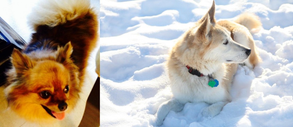 Labrador Husky vs Chiapom - Breed Comparison