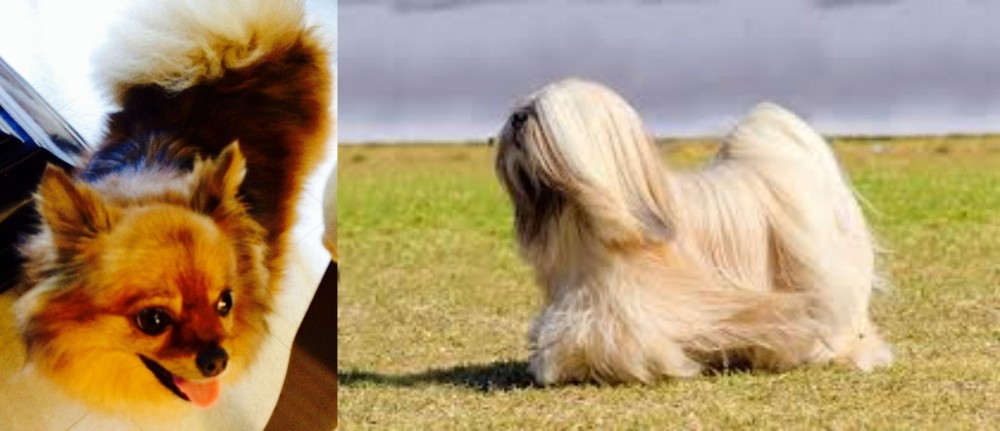 Lhasa Apso vs Chiapom - Breed Comparison