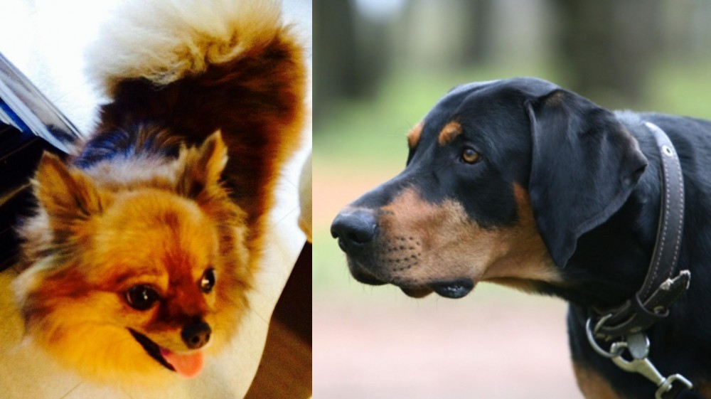 Lithuanian Hound vs Chiapom - Breed Comparison