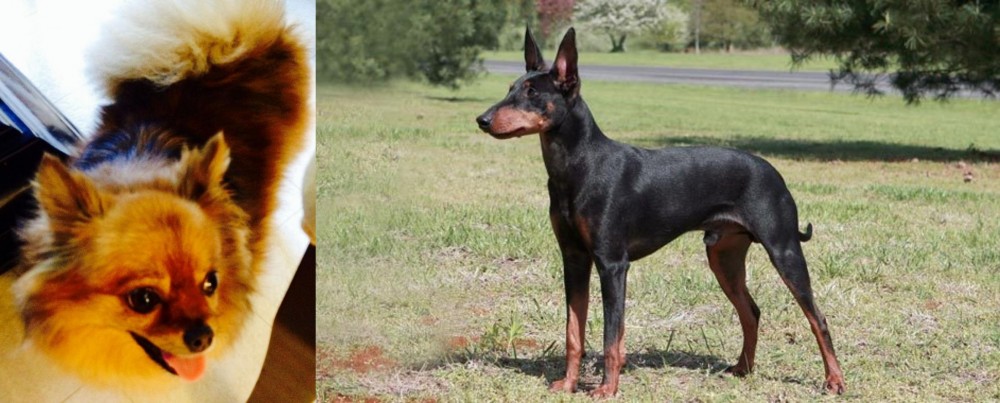 Manchester Terrier vs Chiapom - Breed Comparison