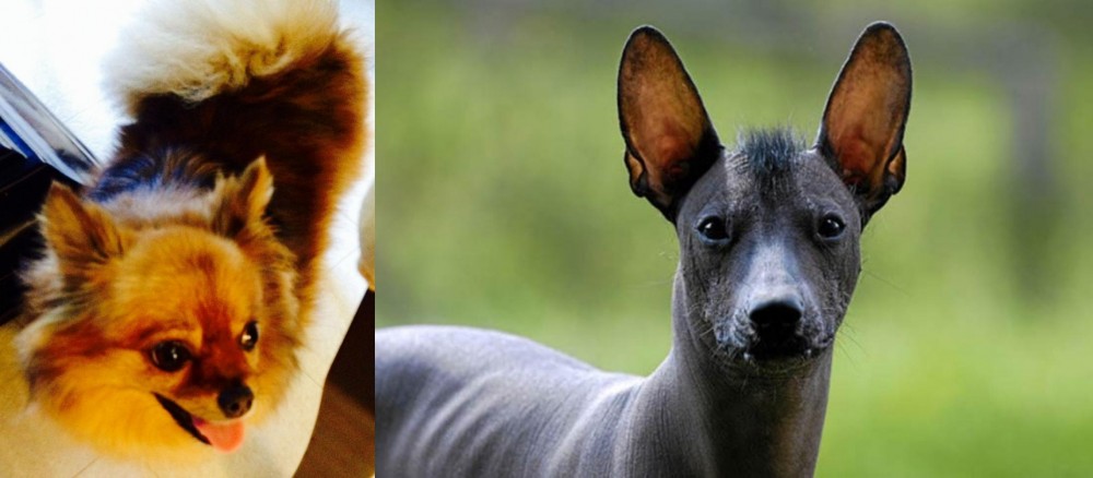Mexican Hairless vs Chiapom - Breed Comparison