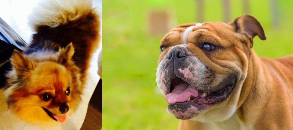 Miniature English Bulldog vs Chiapom - Breed Comparison