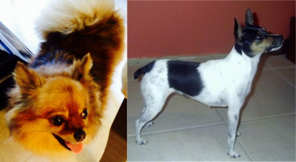 Miniature Fox Terrier vs Chiapom - Breed Comparison