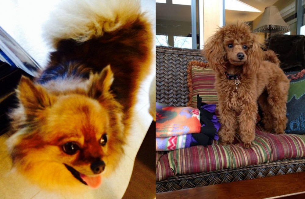 Miniature Poodle vs Chiapom - Breed Comparison