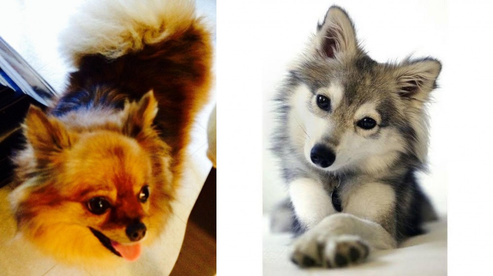 Miniature Siberian Husky vs Chiapom - Breed Comparison