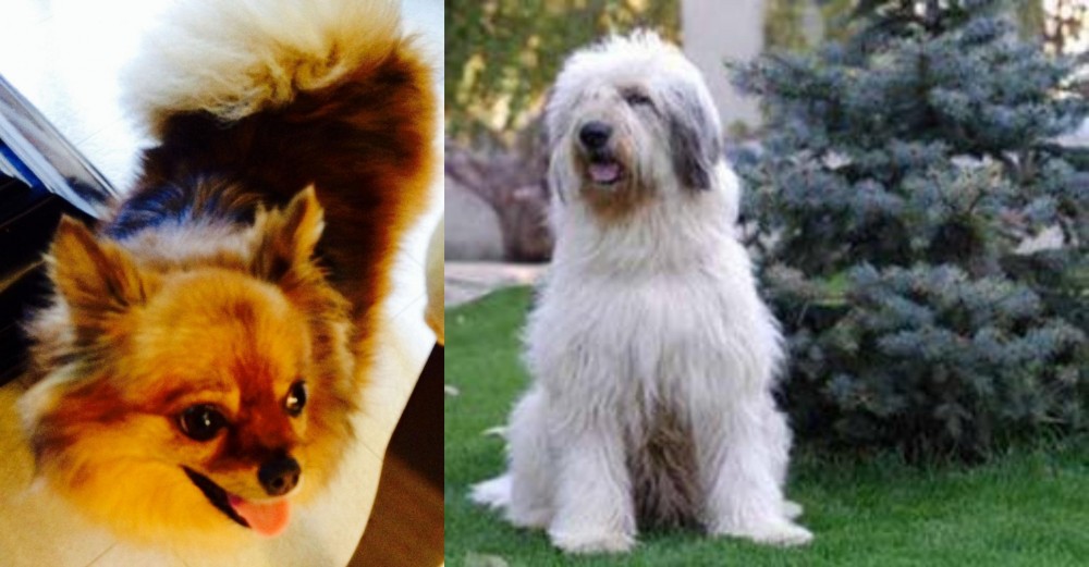 Mioritic Sheepdog vs Chiapom - Breed Comparison