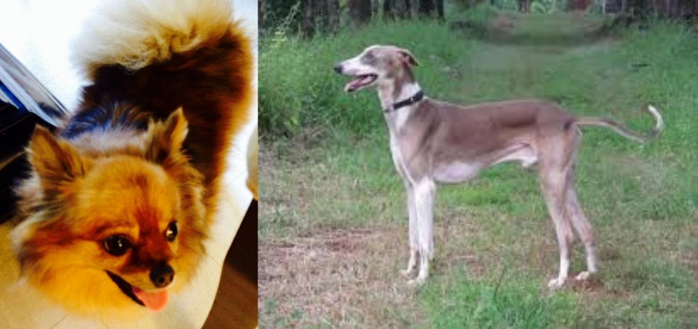 Mudhol Hound vs Chiapom - Breed Comparison