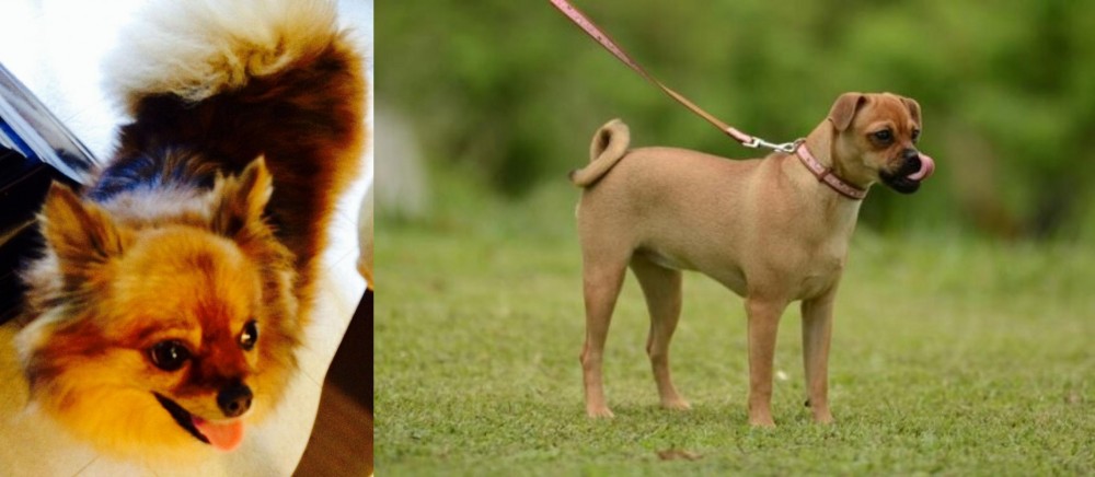 Muggin vs Chiapom - Breed Comparison