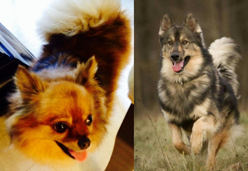Native American Indian Dog vs Chiapom - Breed Comparison