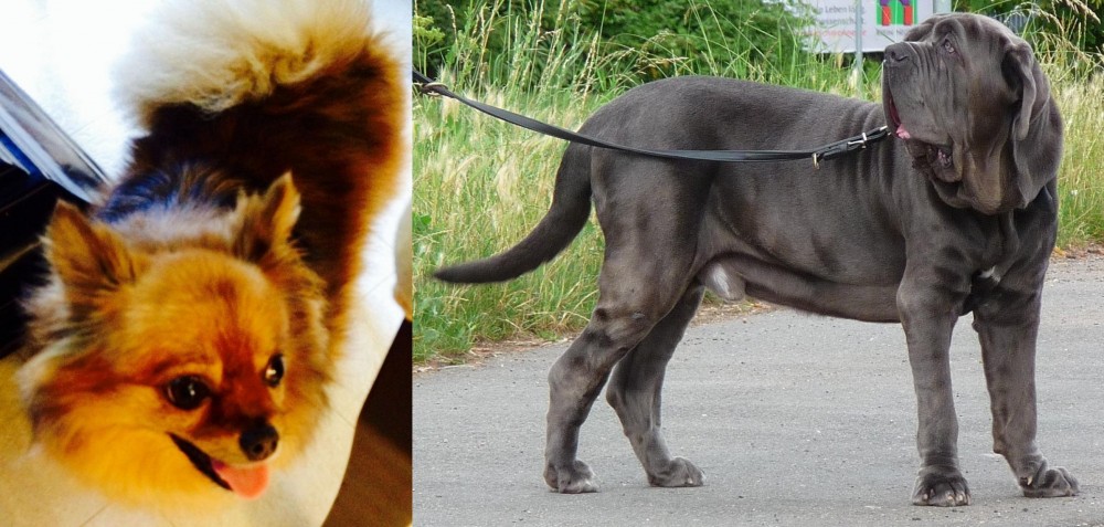 Neapolitan Mastiff vs Chiapom - Breed Comparison