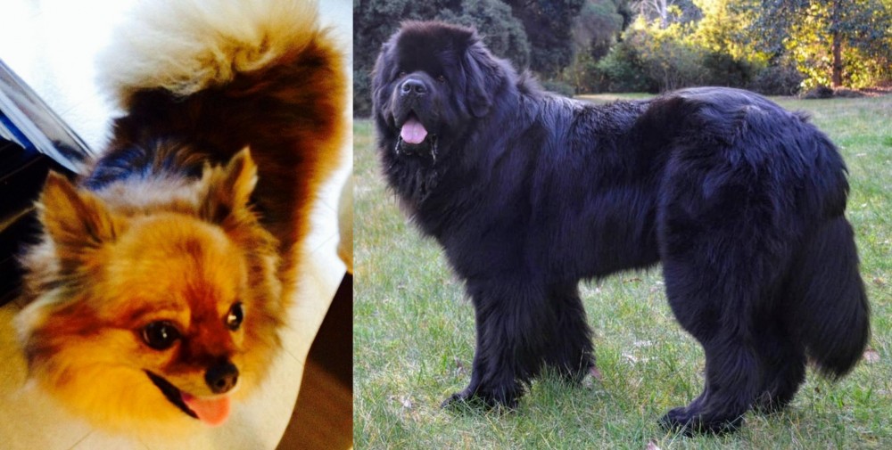 Newfoundland Dog vs Chiapom - Breed Comparison