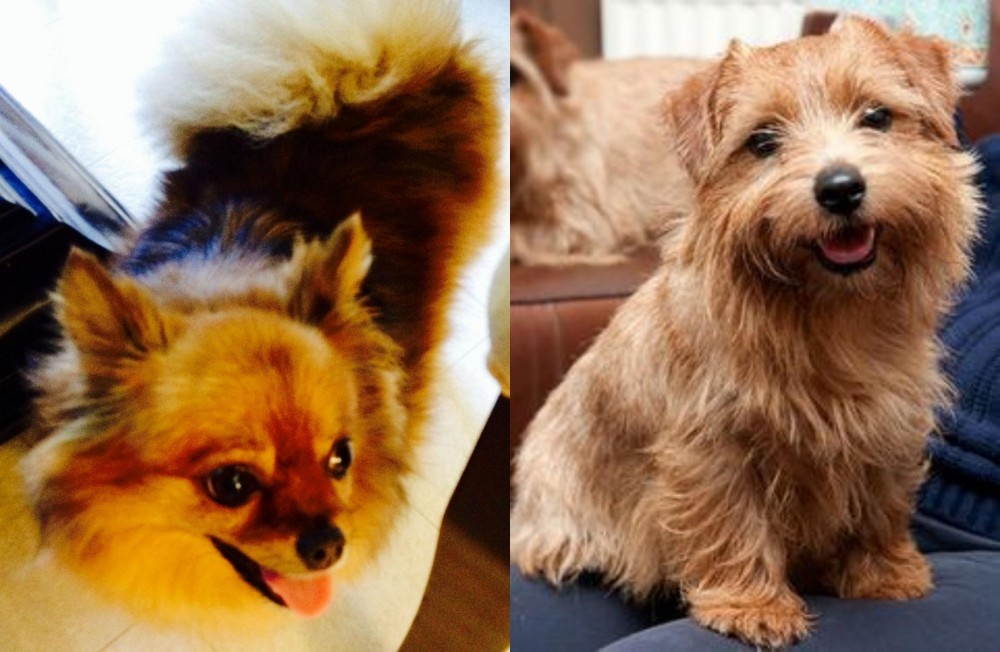Norfolk Terrier vs Chiapom - Breed Comparison