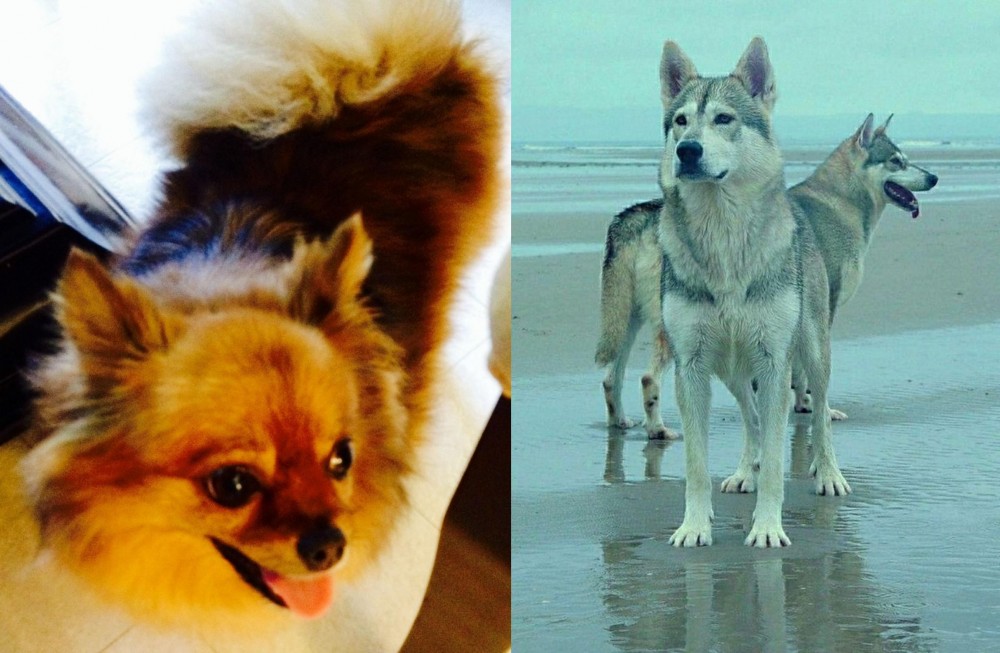 Northern Inuit Dog vs Chiapom - Breed Comparison
