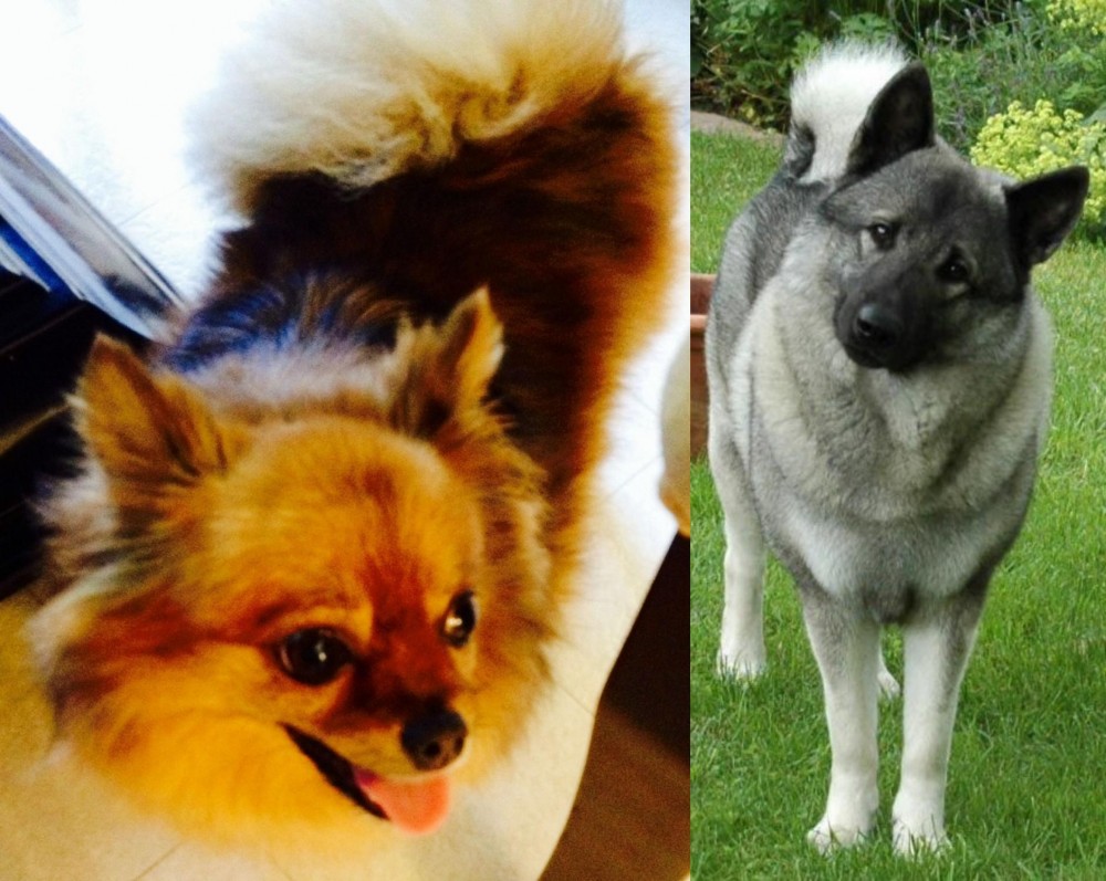 Norwegian Elkhound vs Chiapom - Breed Comparison