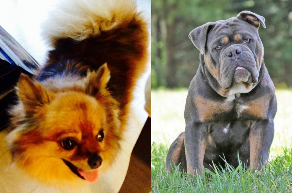 Olde English Bulldogge vs Chiapom - Breed Comparison