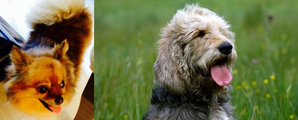 Otterhound vs Chiapom - Breed Comparison