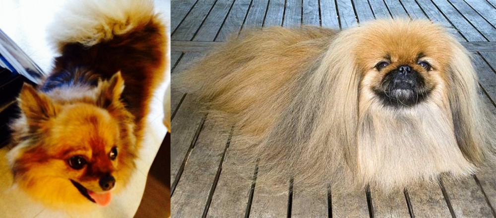 Pekingese vs Chiapom - Breed Comparison