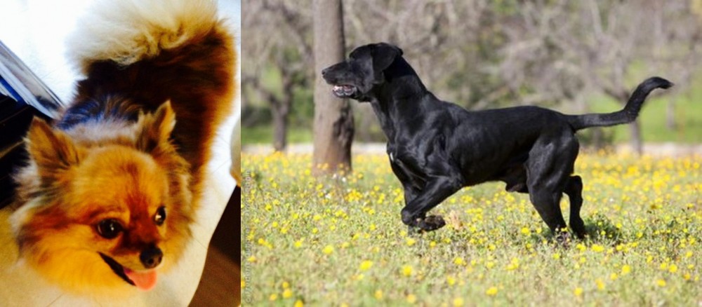 Perro de Pastor Mallorquin vs Chiapom - Breed Comparison