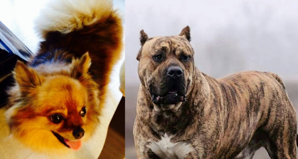 Perro de Presa Canario vs Chiapom - Breed Comparison
