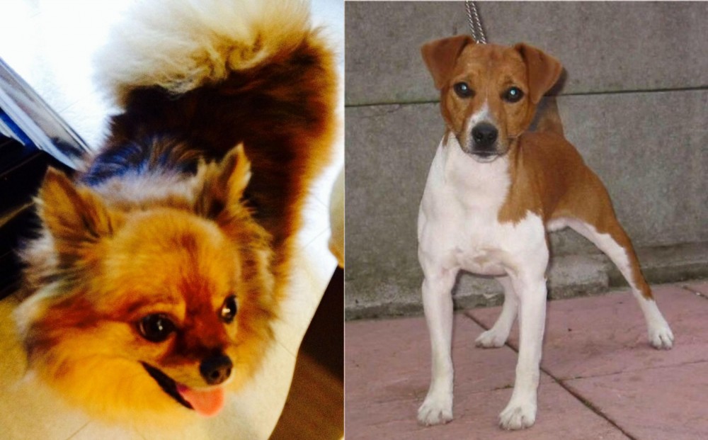 Plummer Terrier vs Chiapom - Breed Comparison