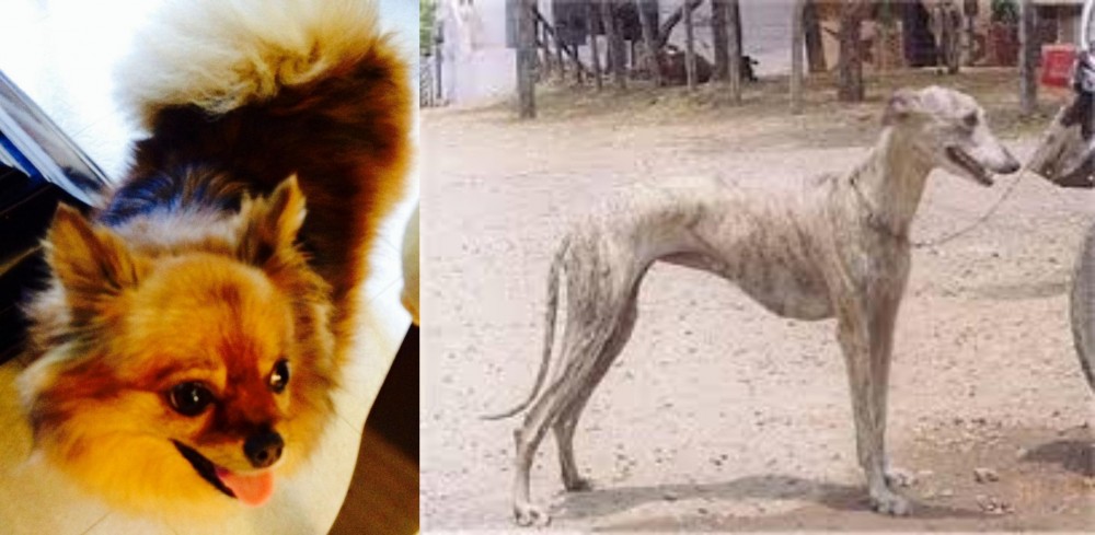 Rampur Greyhound vs Chiapom - Breed Comparison